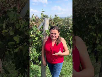 Barolo DOCG 2019 - RENATO MOLINO